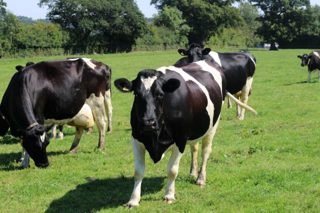 Yeo Valley Cows 