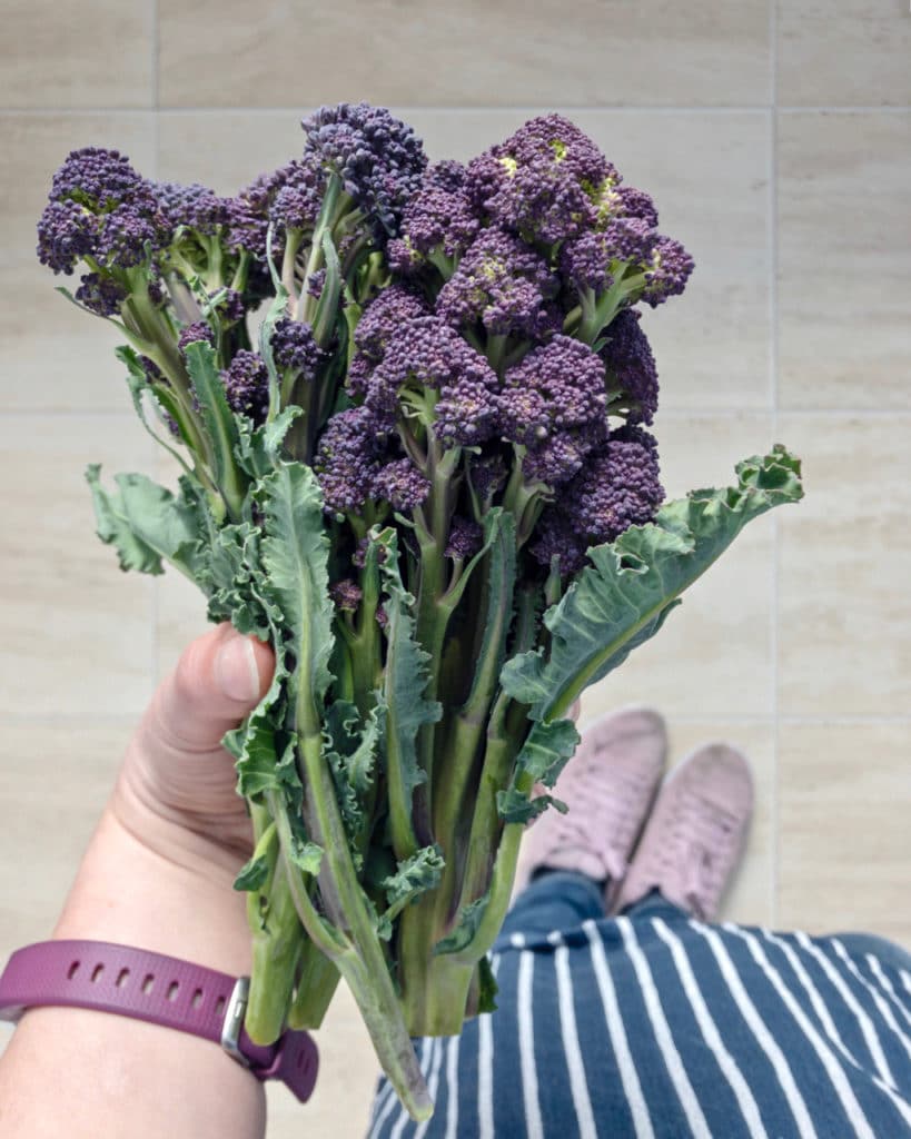 Purple Sprouting Broccoli | Natural Kitchen Adventures